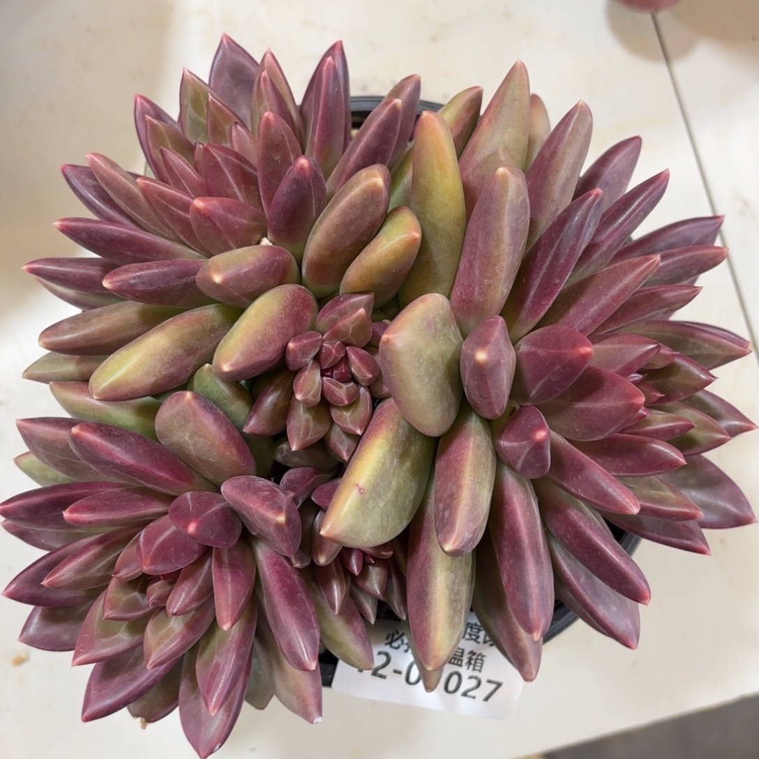 01027迷雾泡泡多肉植物