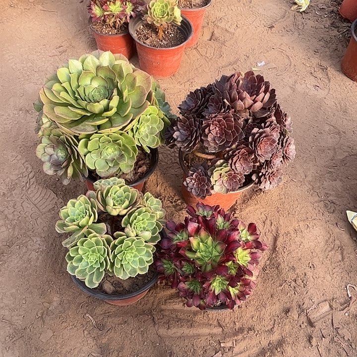 124多肉植物组合，