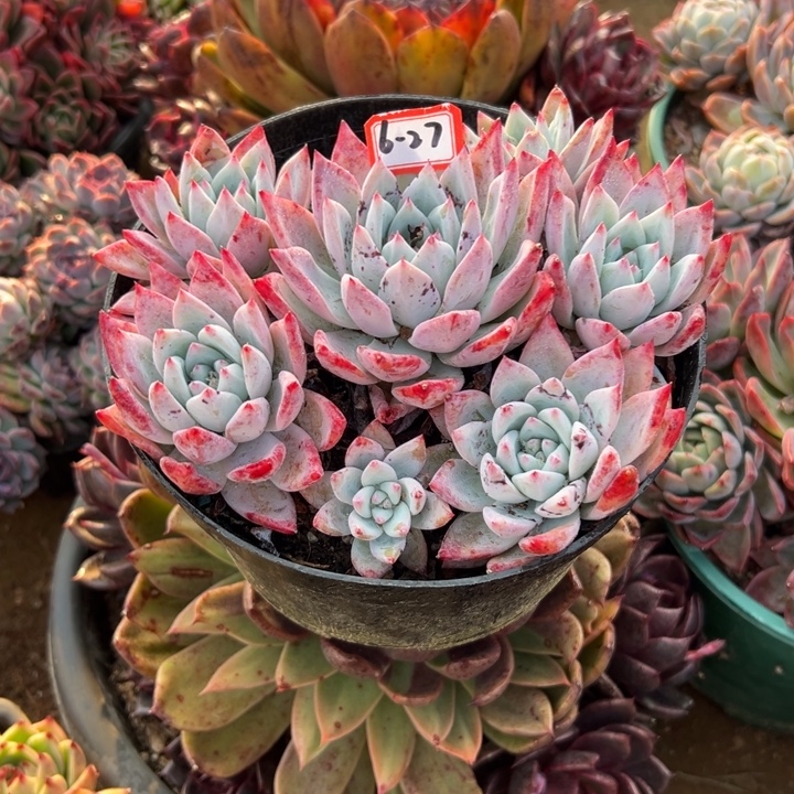 精品多肉植物老桩卡杂交