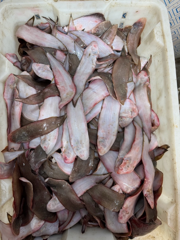 连云港海捕 龙利鱼10斤冷冻发货