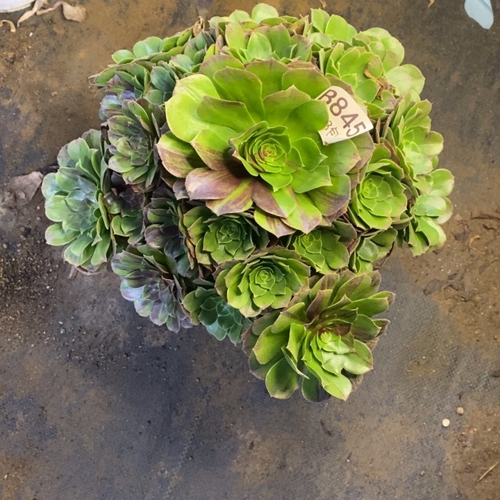 花月夜多肉断头不包845