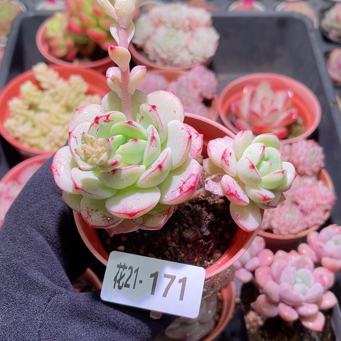 花利美21-171香草双头