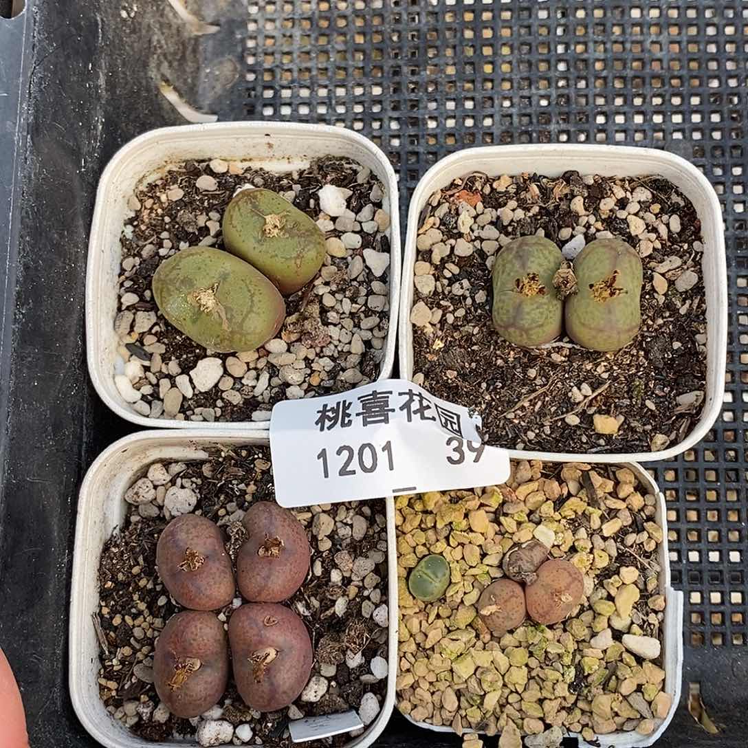 201-39-杂交四颗。    