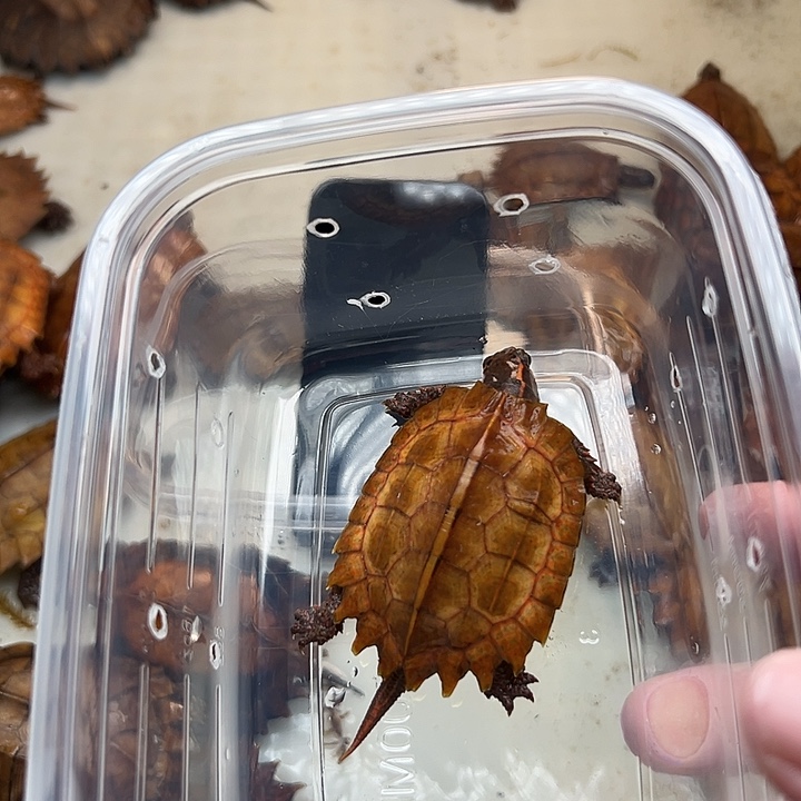 母宠物龟老**巴枫叶