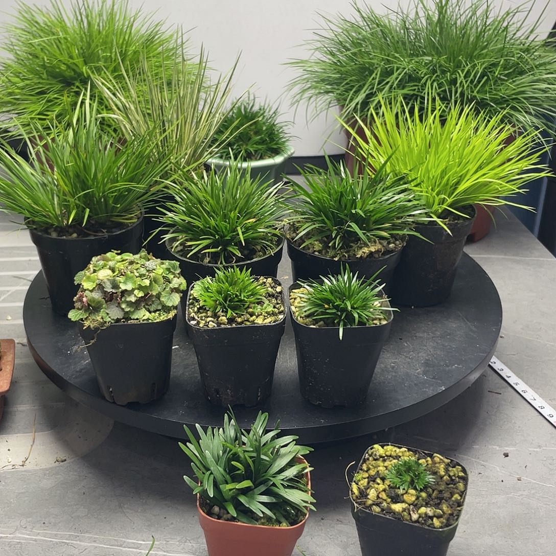 基***尼无花朵菖蒲8盆组合