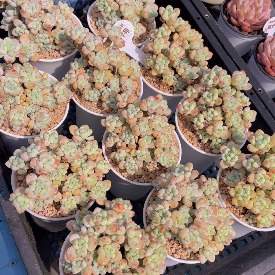 量拍17号 果冻罗琦老桩群一个