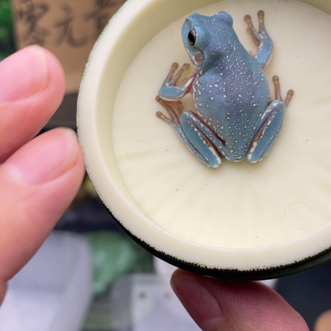 老爷树蛙4号薄荷蓝金bei