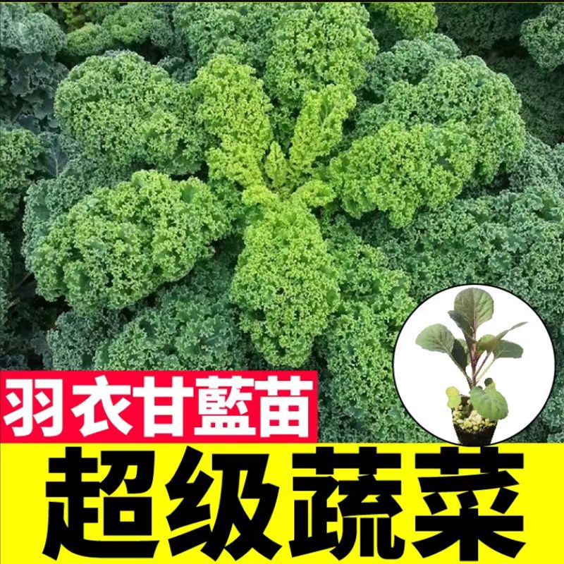 紫绿粉羽叶羽衣甘蓝苗秧四季可种阳台盆栽食用蔬菜苗庭院带土球苗