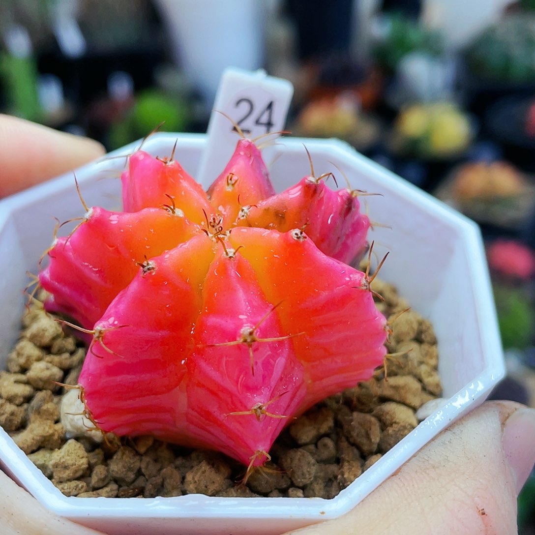 非偏远地区满25裸根发货仙人球