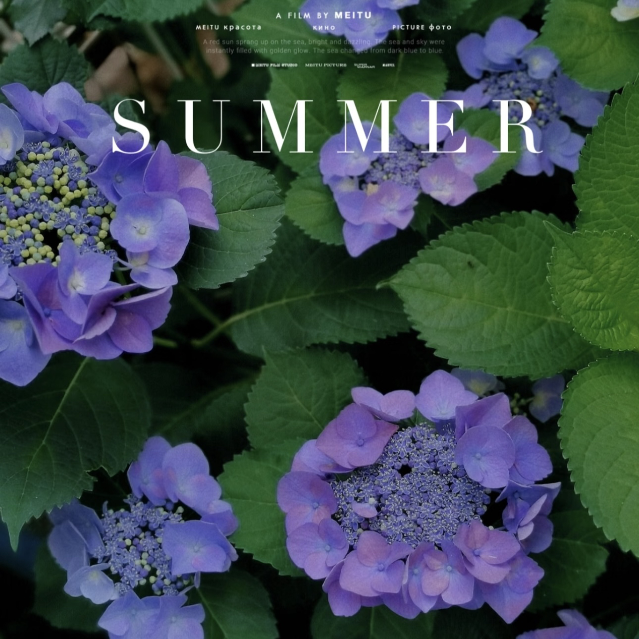 【你我的回忆】圆形绣球花盆栽适合阳台庭院种植