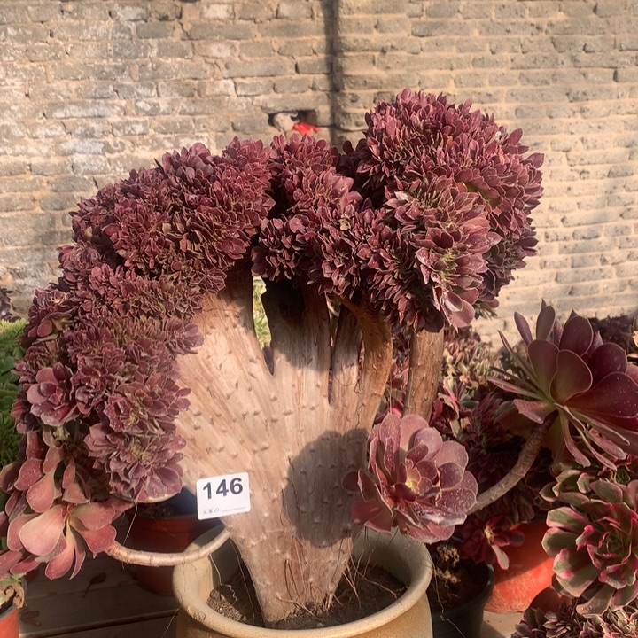 146玫瑰缀多肉法师