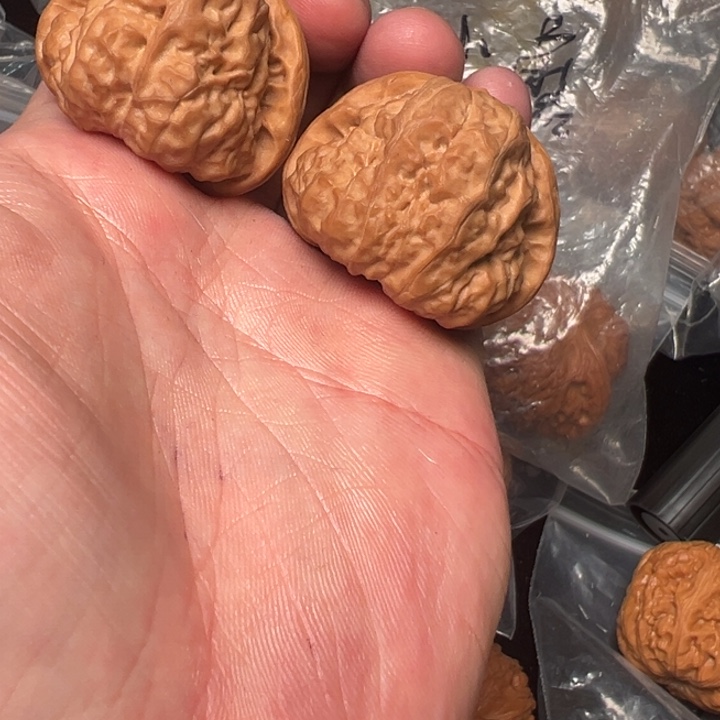 核桃肥娃，39，白茬