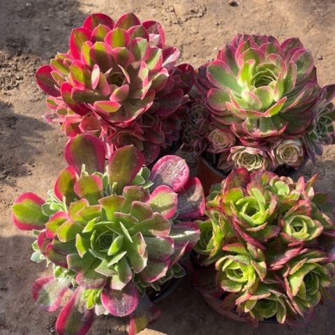 116多肉植物组合