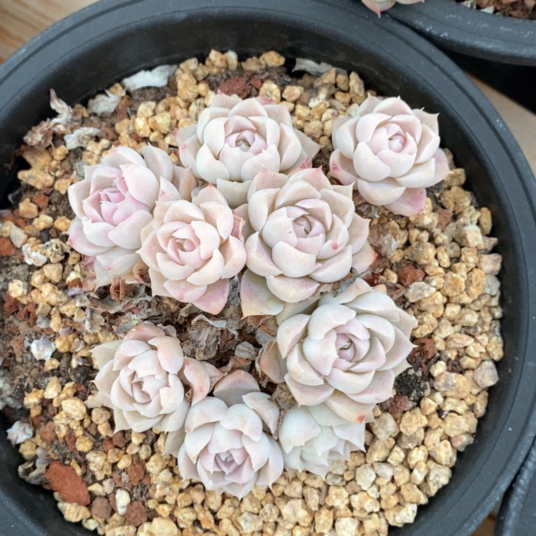 精品多肉一物一拍不包整204