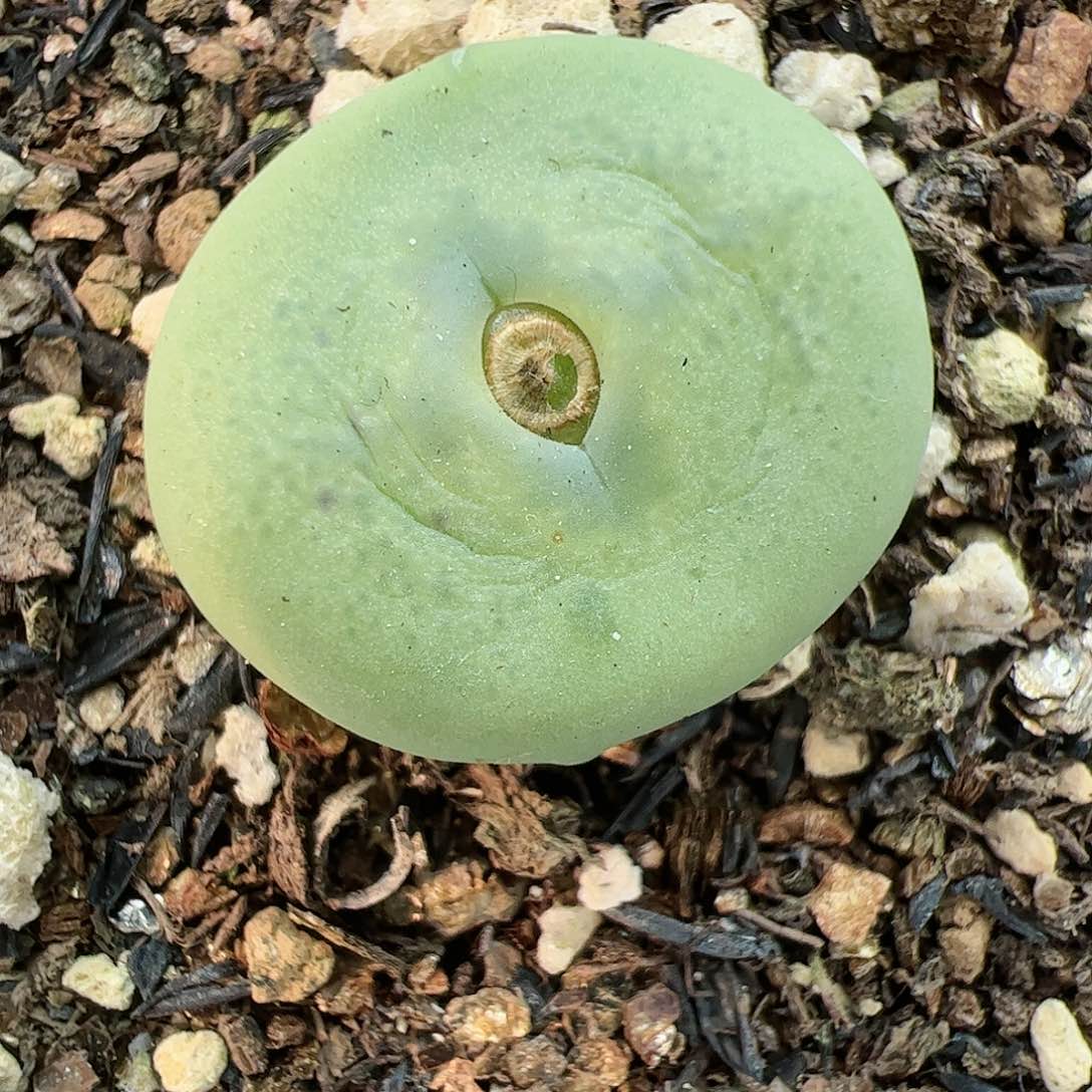 【闪购商品】149 翠光x红嘴