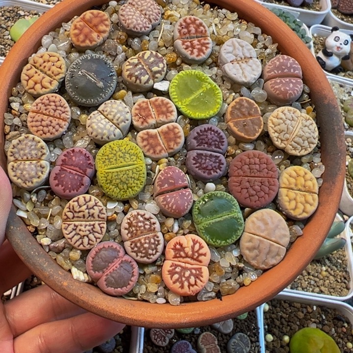 编号母本组合彩虹多肉