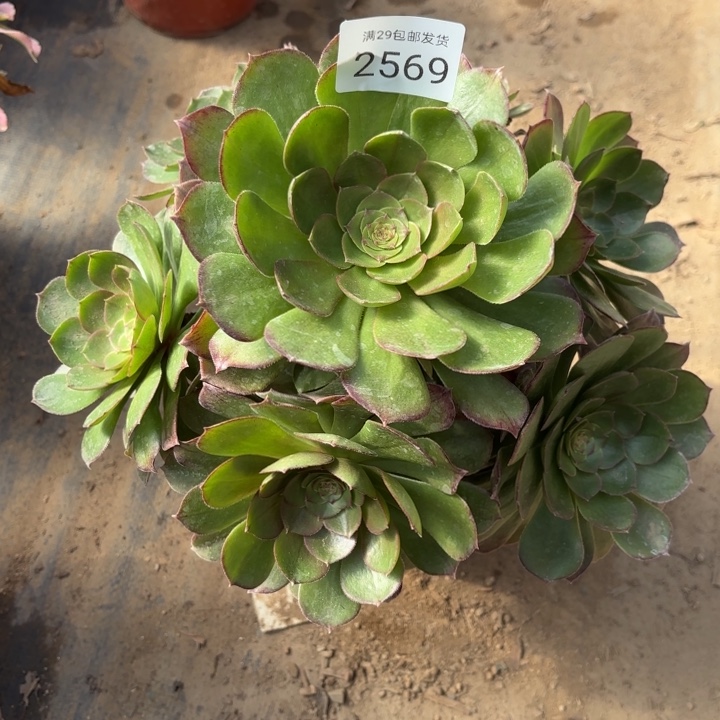 万圣节多肉法师2569