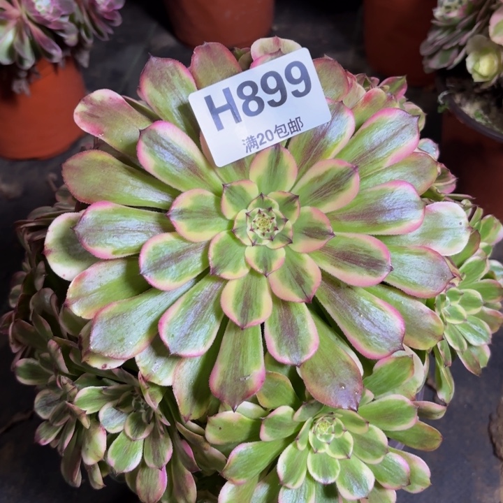 瑞妈多肉植物，899.沙皇