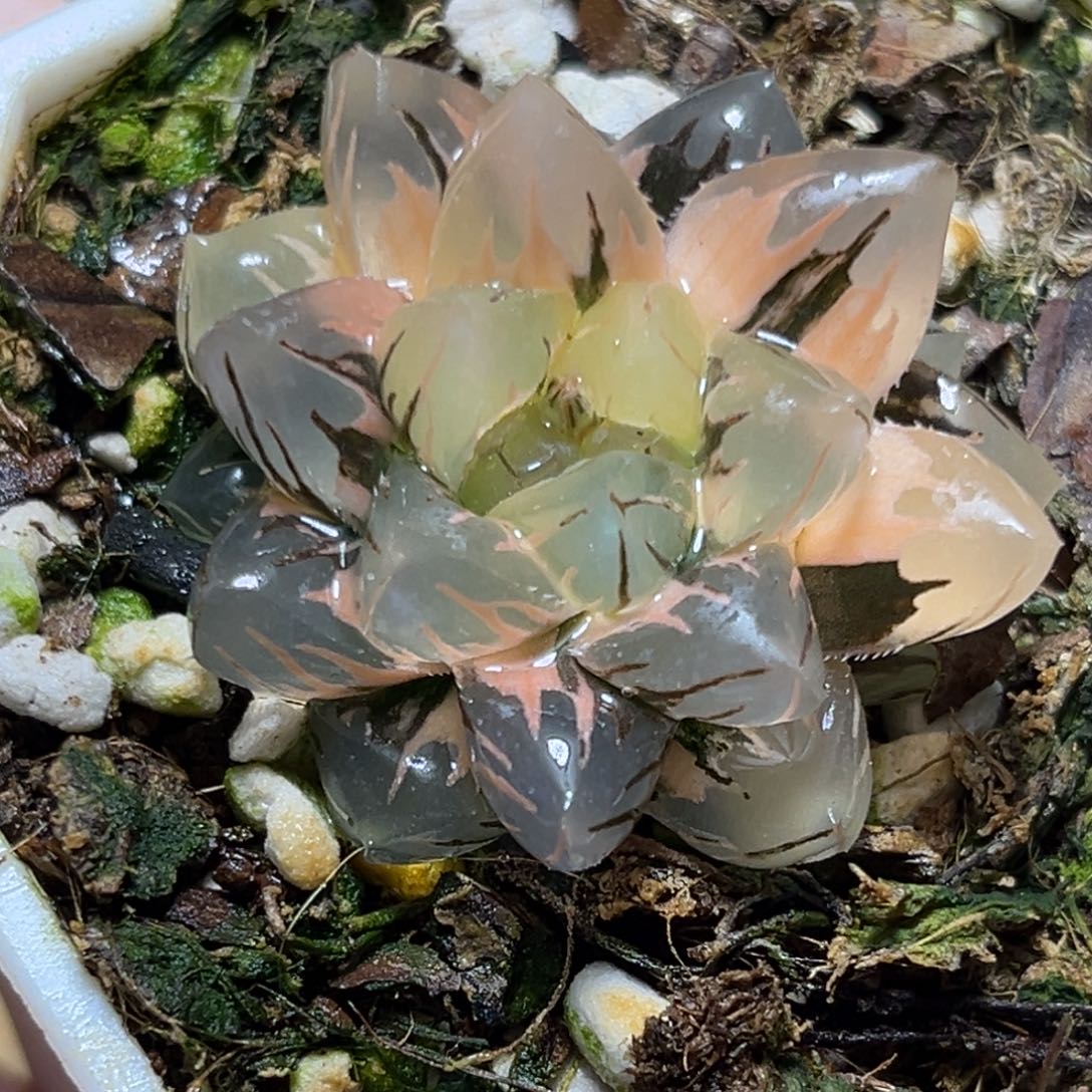 恭喜发财大吉大利0145