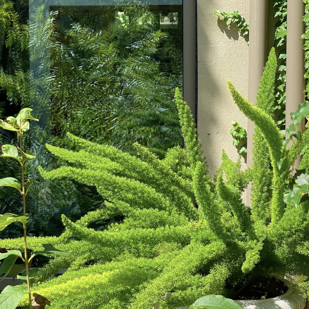 【狐尾天门冬】1.5加仑盆栽耐热好养四季常青常绿适合室内外养护