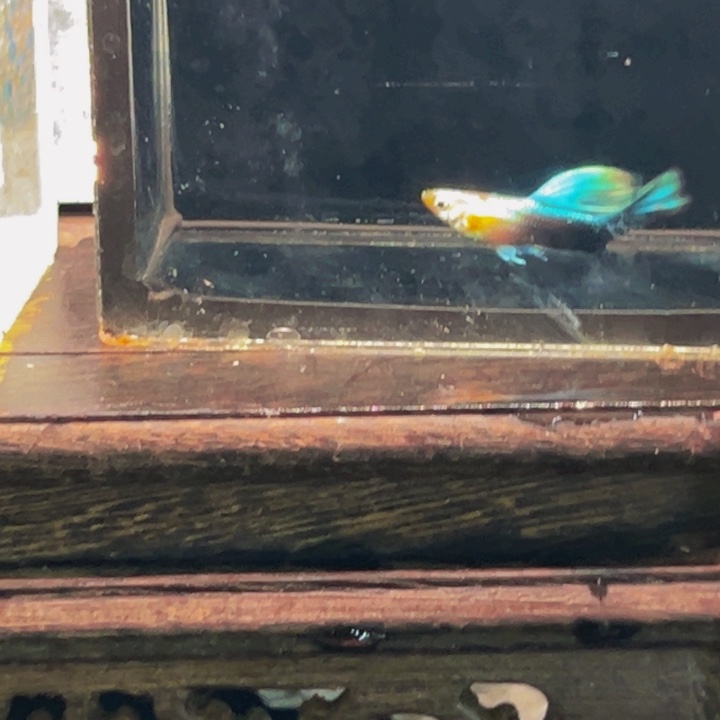 孔雀鱼黄化蓝礼服欧意俩对四条