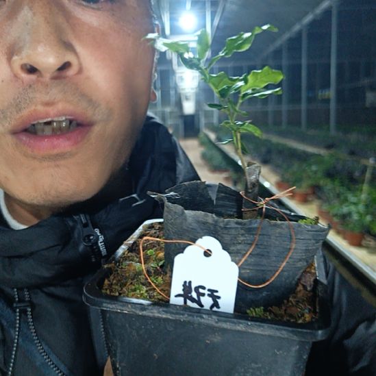 无花朵金弹子天珠057