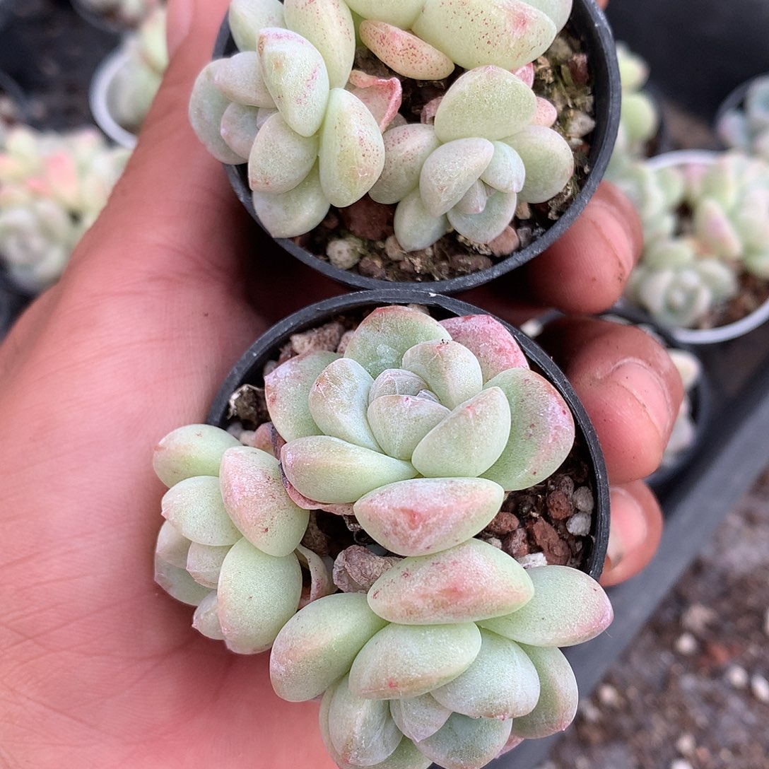 5个一组小脸冰玉老桩3头