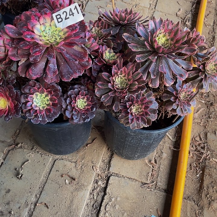 多肉法师241号组合不包损