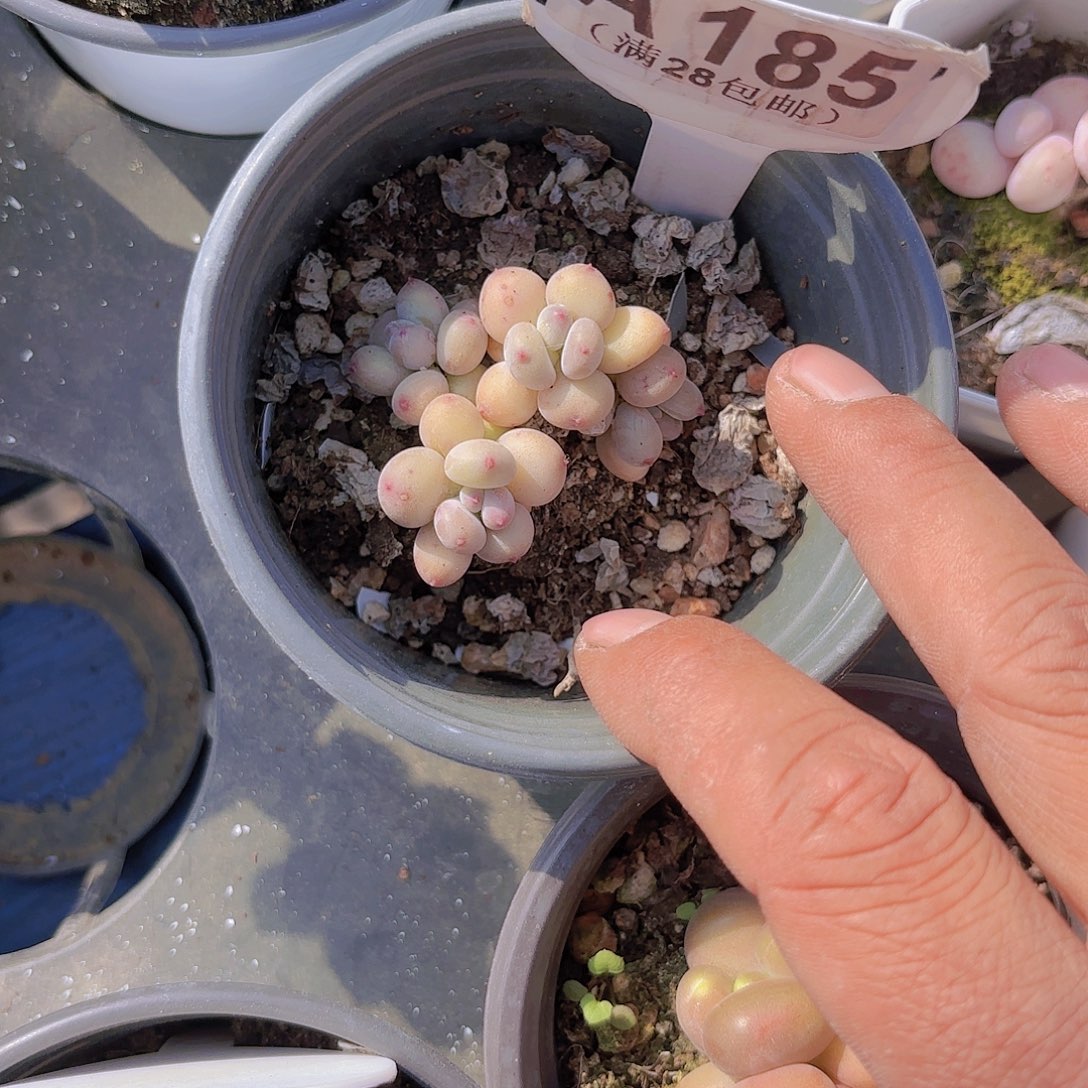 A185萤火虫一物一拍