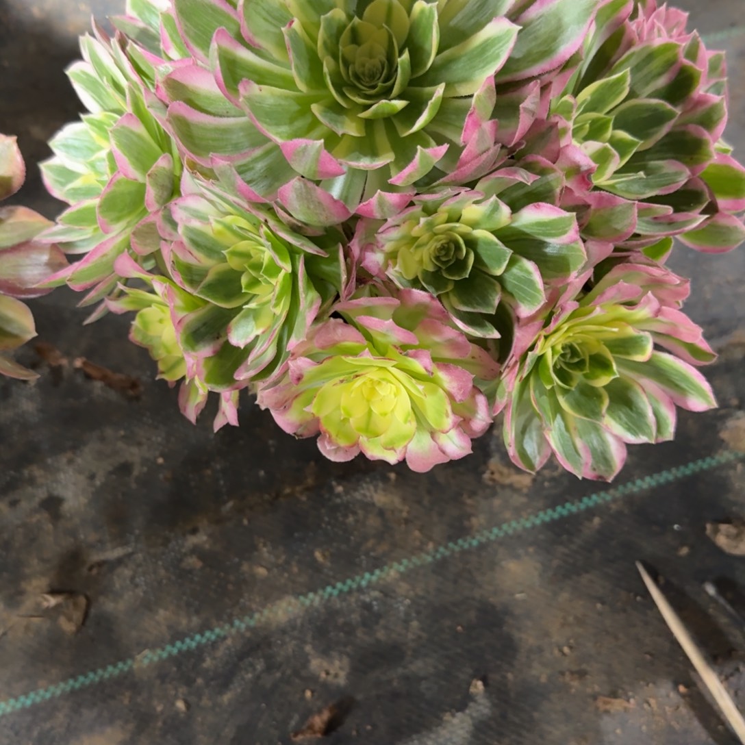 海鲜多肉植物老庄213