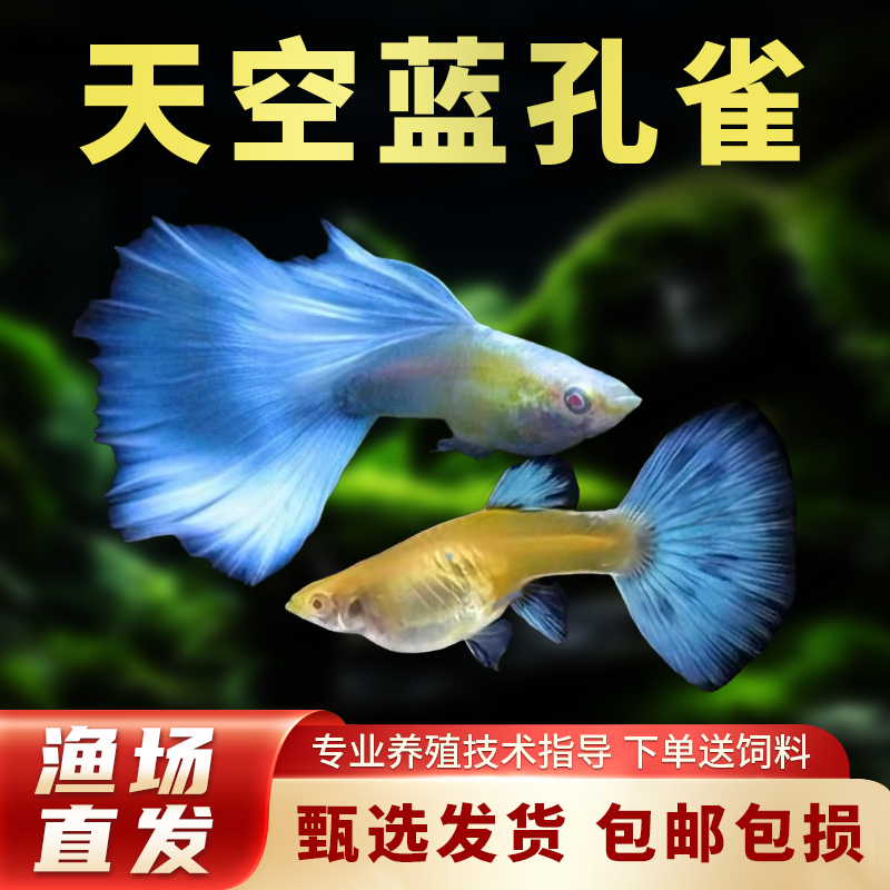 三角尾天空蓝孔雀鱼（鱼缸观赏鱼种鱼）（含加热包）本店下单送惊喜