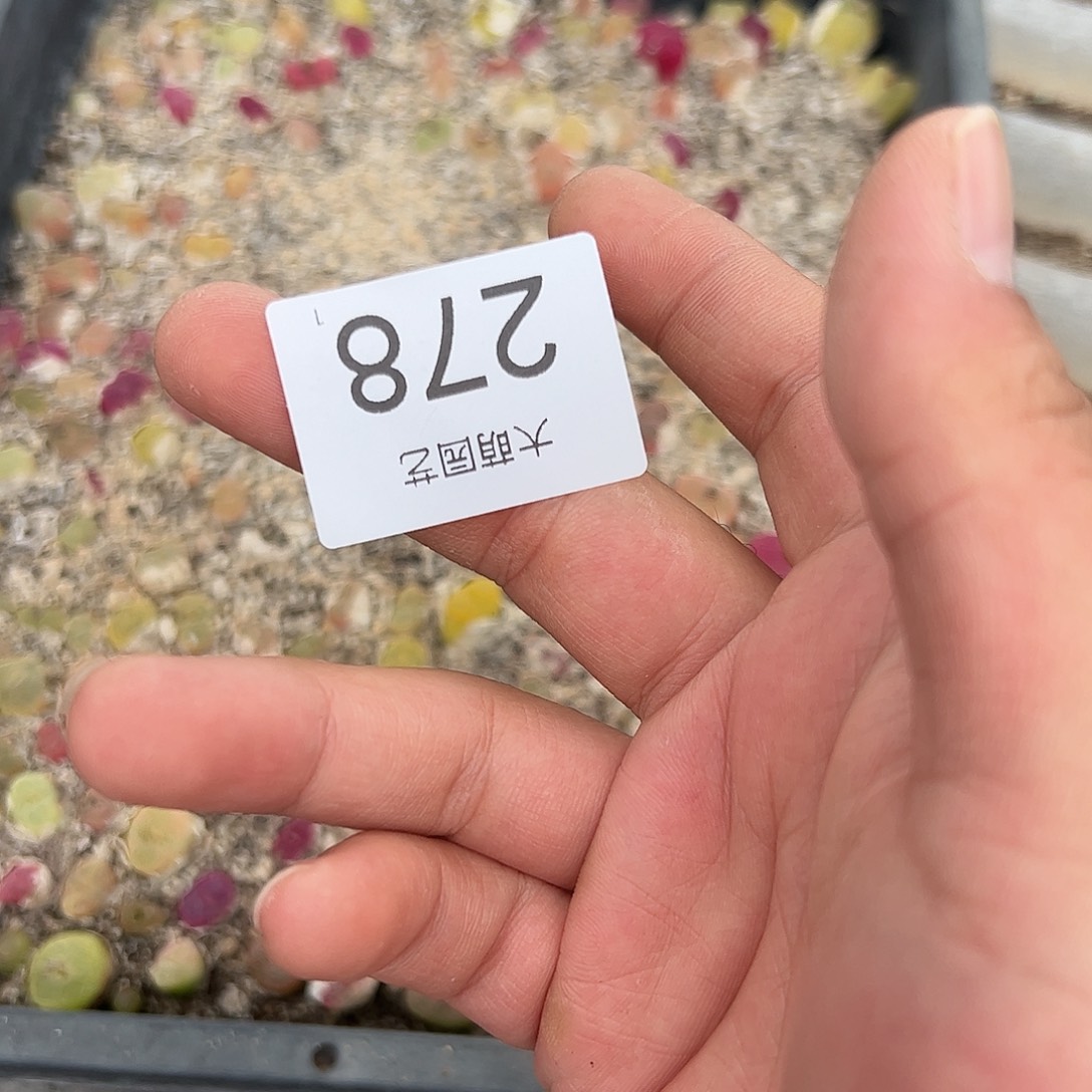 0000278 清框脱土发无售后……