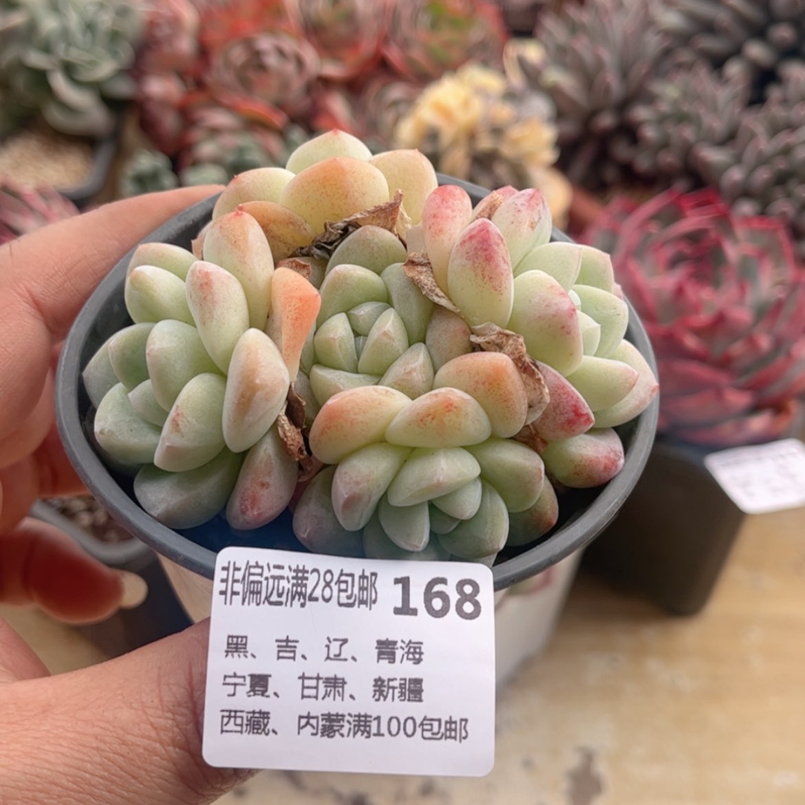 【闪购商品】168冰玉