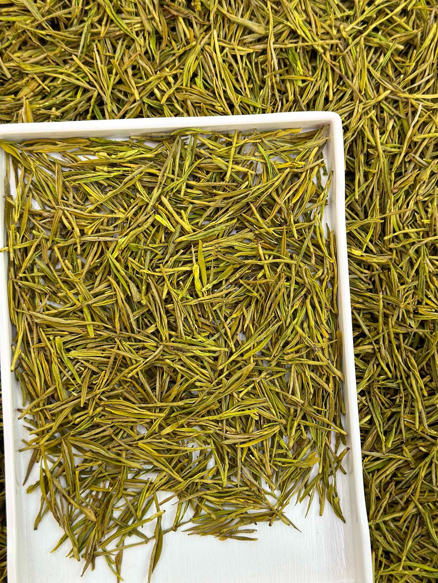 2025年浙江珍稀黄金芽 高山手工绿茶浓香型豆香明前春茶L3