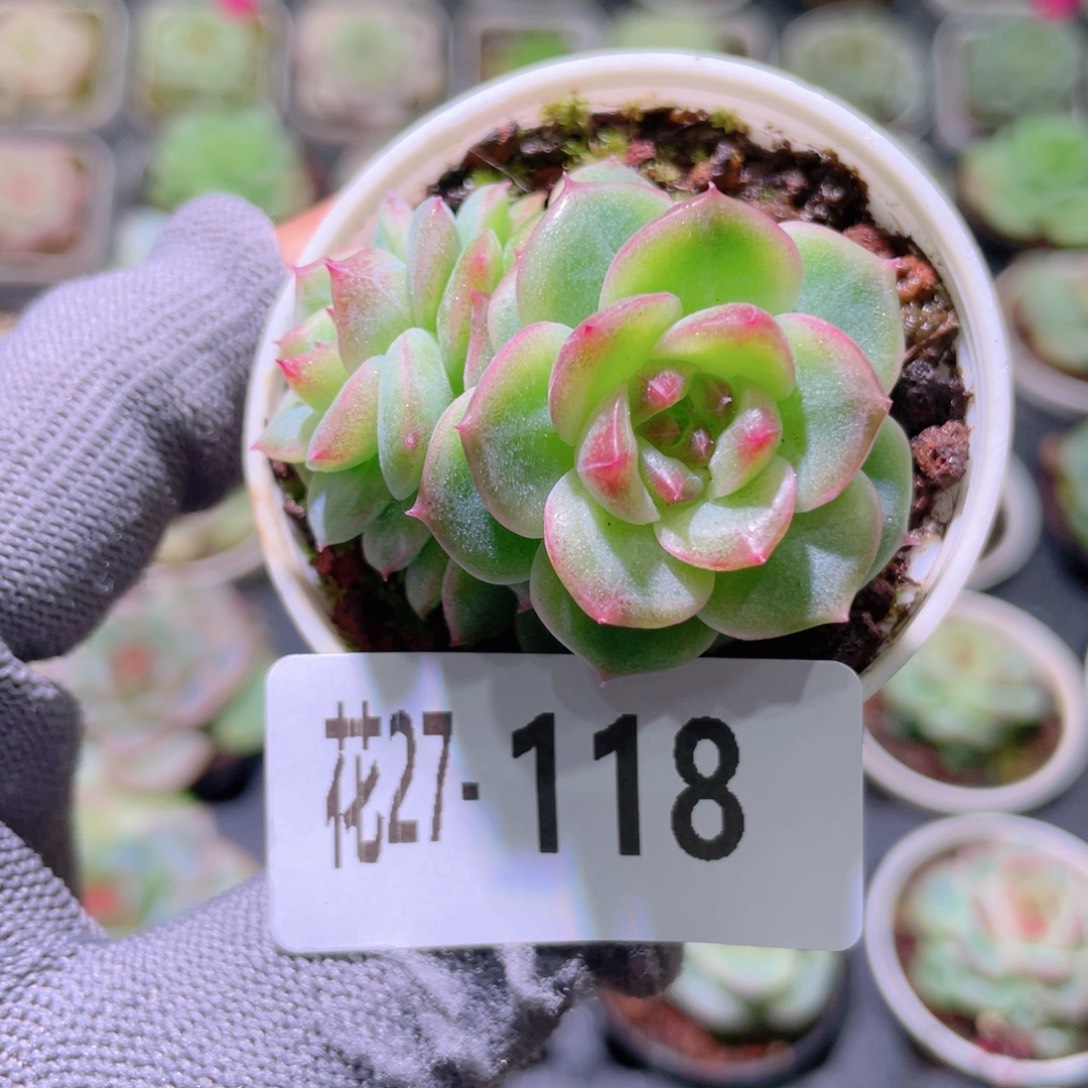 花利美27-118新品珍妮