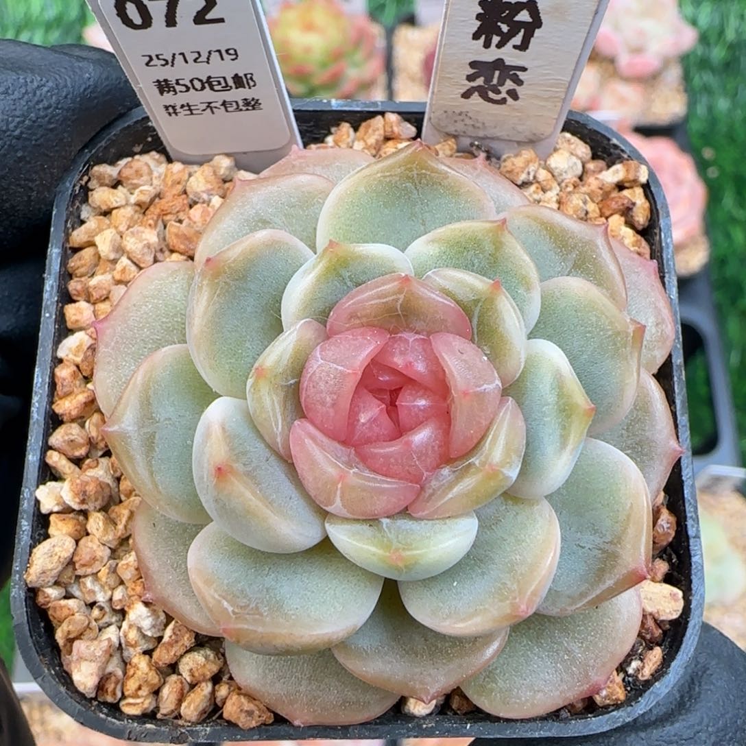 072   粉色恋人   5厘米盆