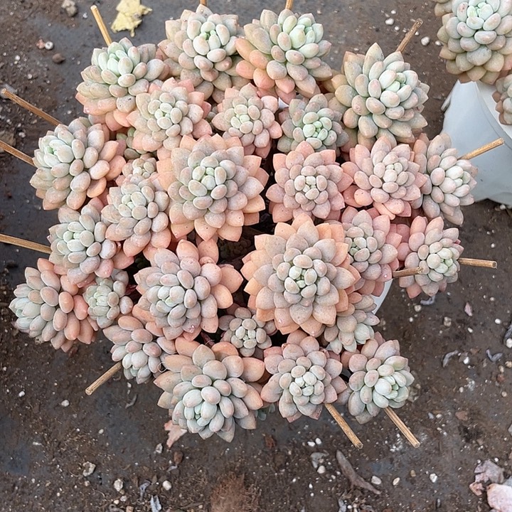 老桩平头鱼子酱20脱土发