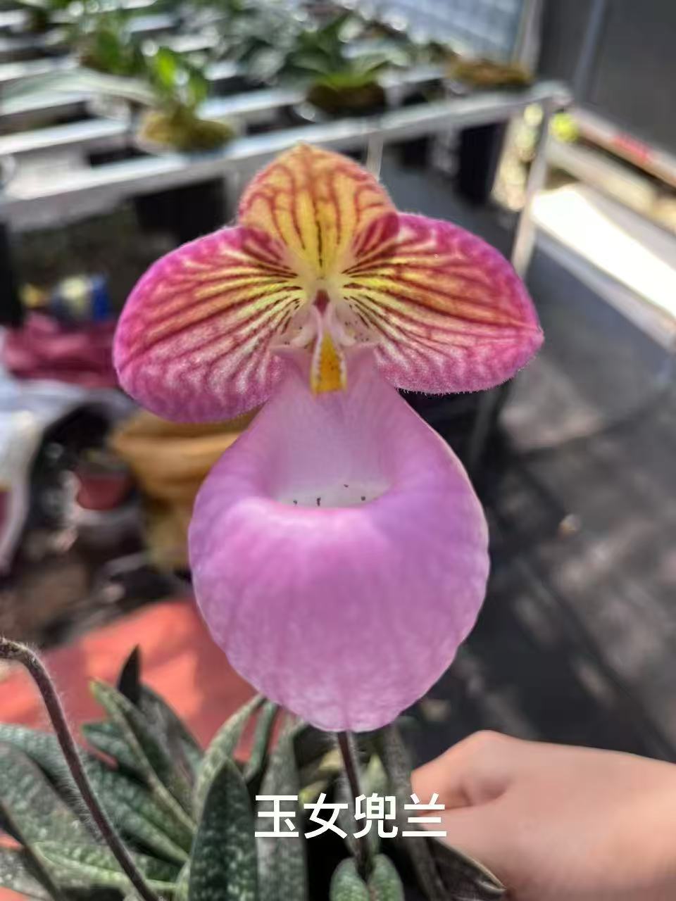 玉女兜兰花卉盆景带花苞易养护可直接下单