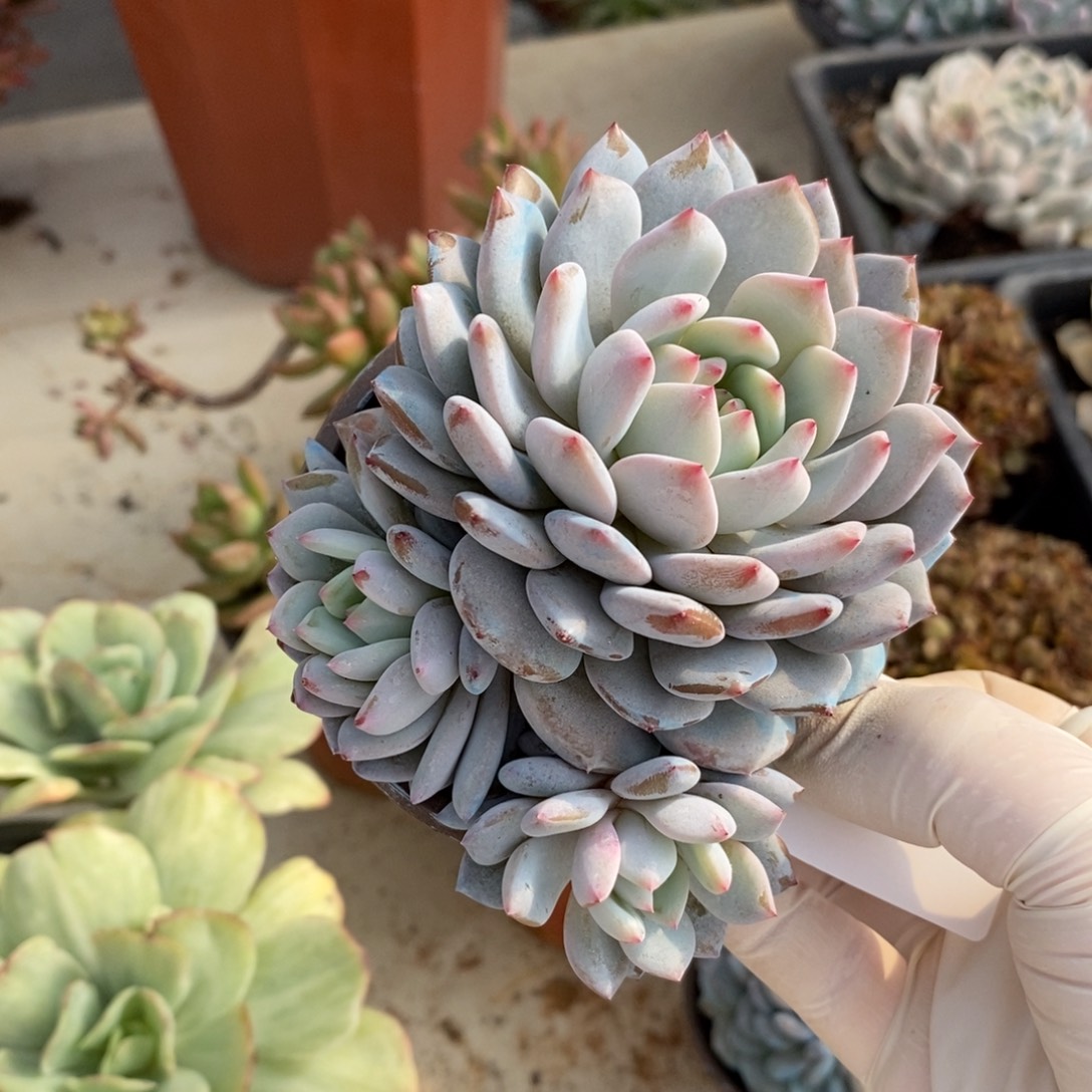 629星星橙一物一拍