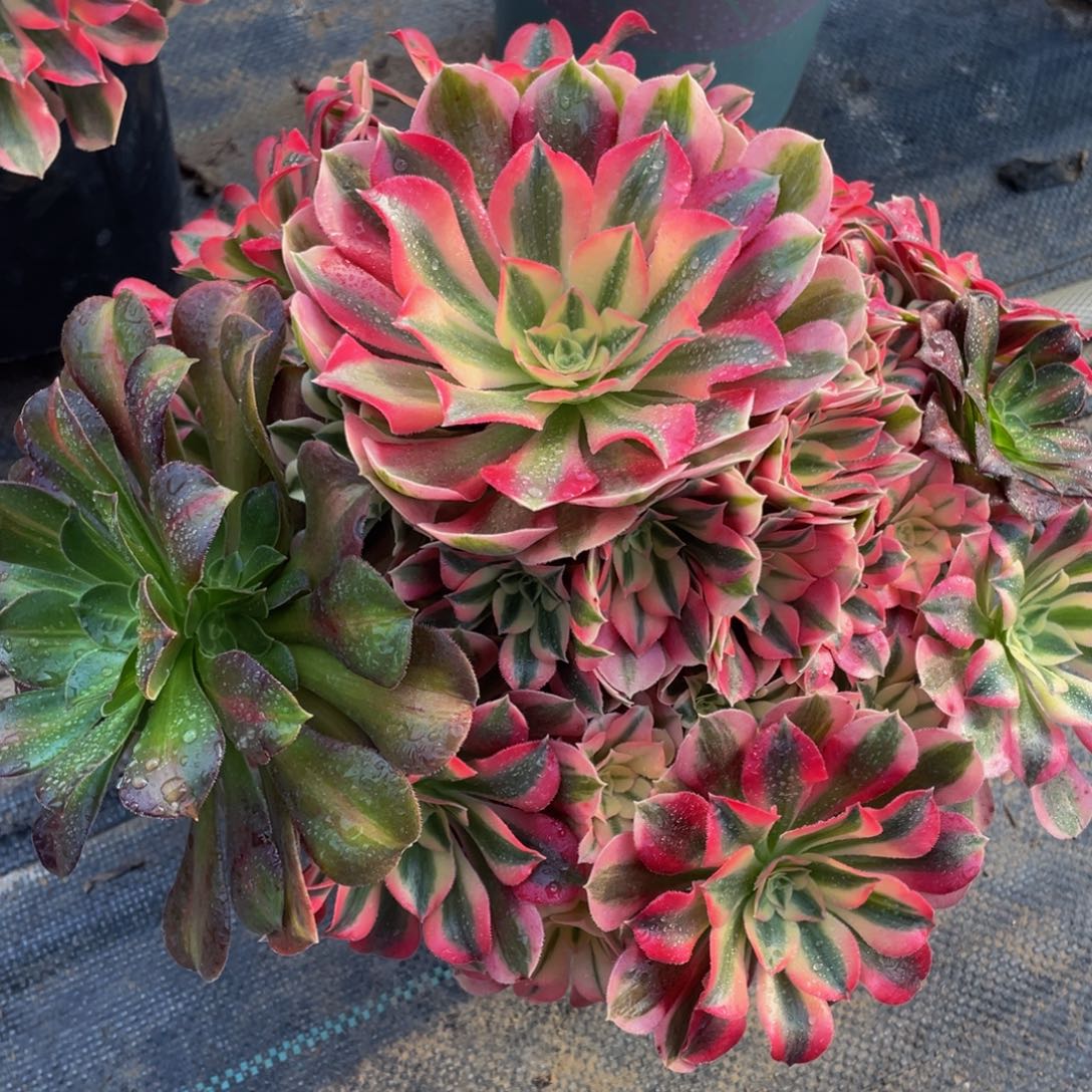 530粉女巫阴阳精品法师老桩