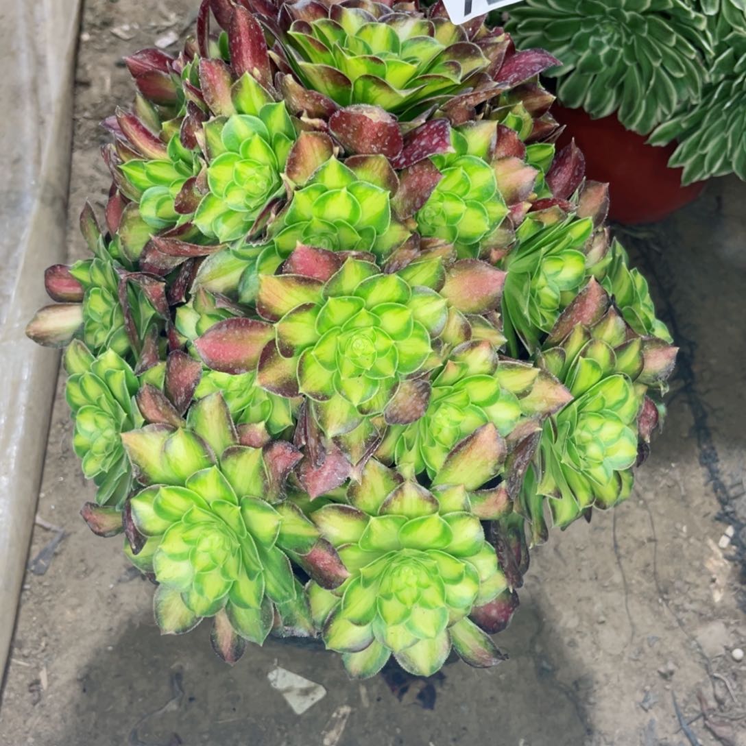 724韶华法师多肉植物