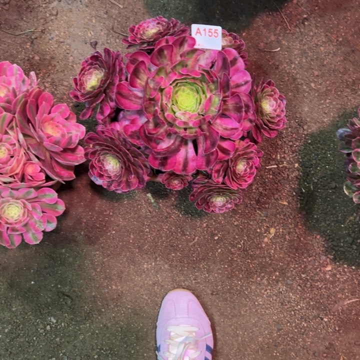 呆*萌月蝉155多肉植物