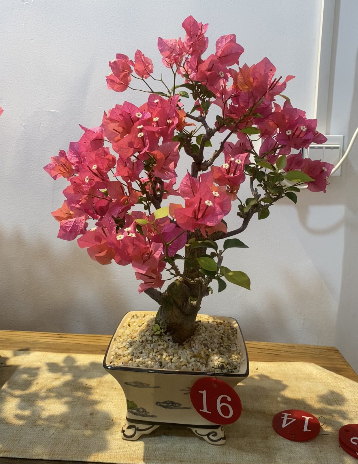 同安红年功老桩精品