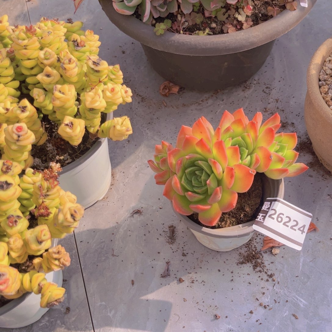 翠鸟多肉植物26224