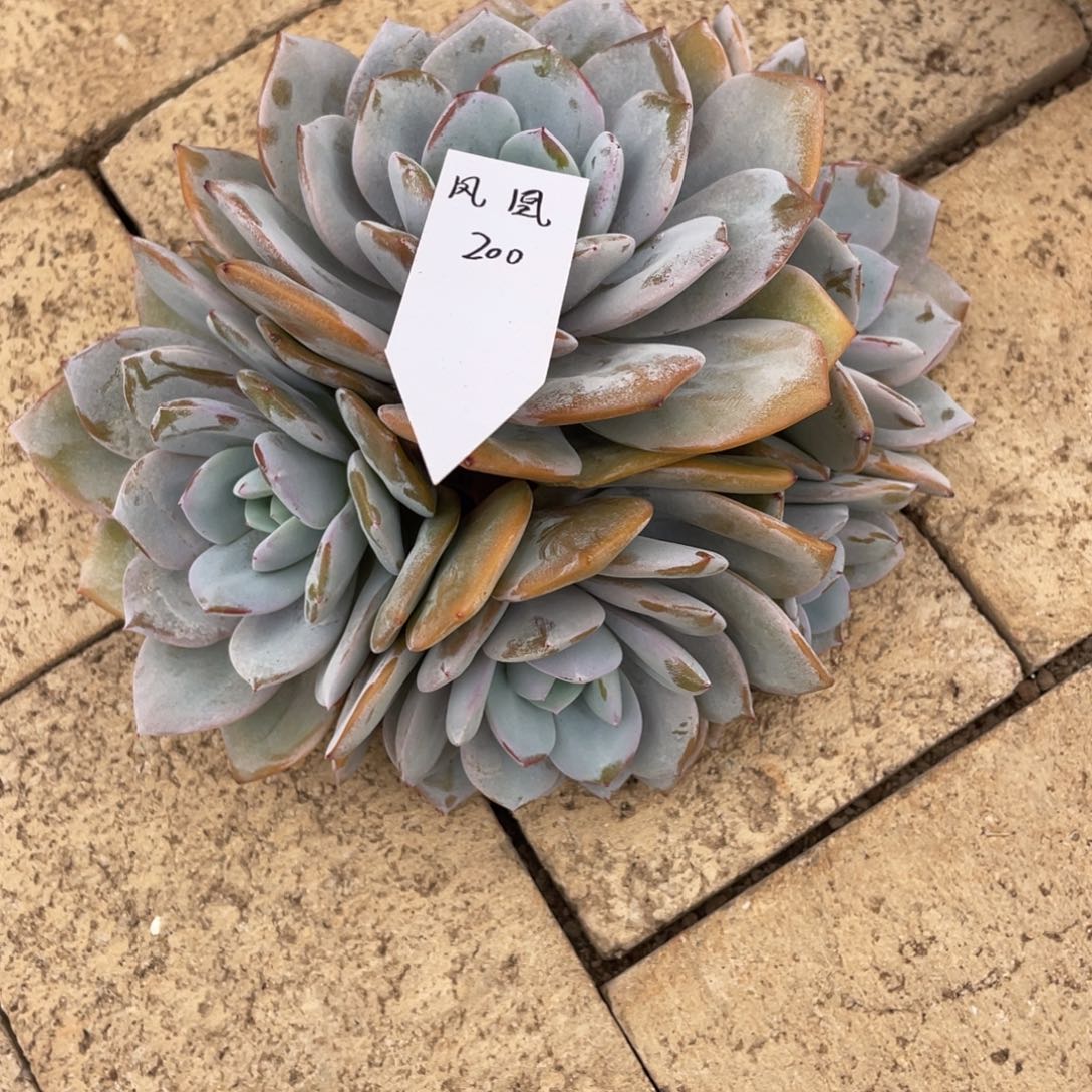 凤***槃凤凰 奶茶 200   