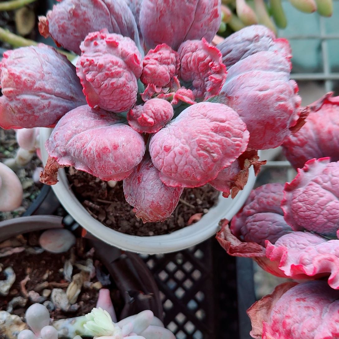 狂野男爵多肉植物