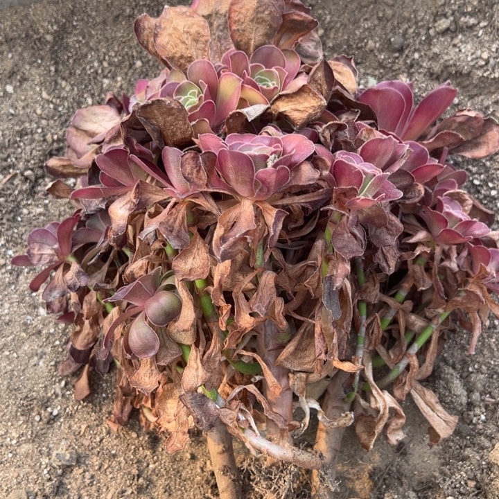 魅金玫瑰三颗组多肉植物上量