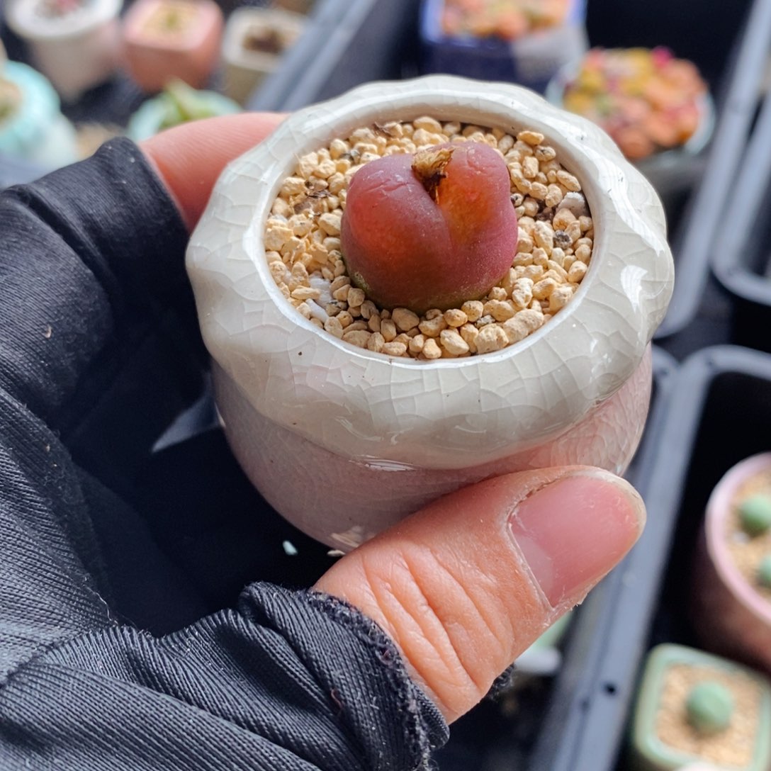 7082--一物一拍 带盆 水蜜桃1430.5