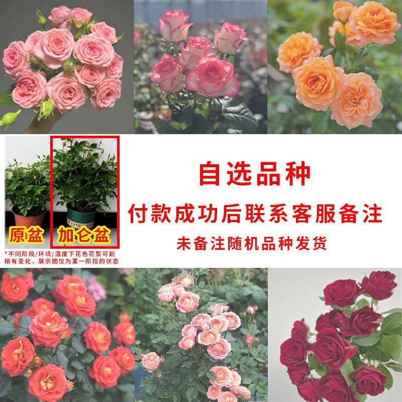 四季玫瑰开花带花苞月季发货玫瑰花盆栽阳台好养花卉庭院果汁
