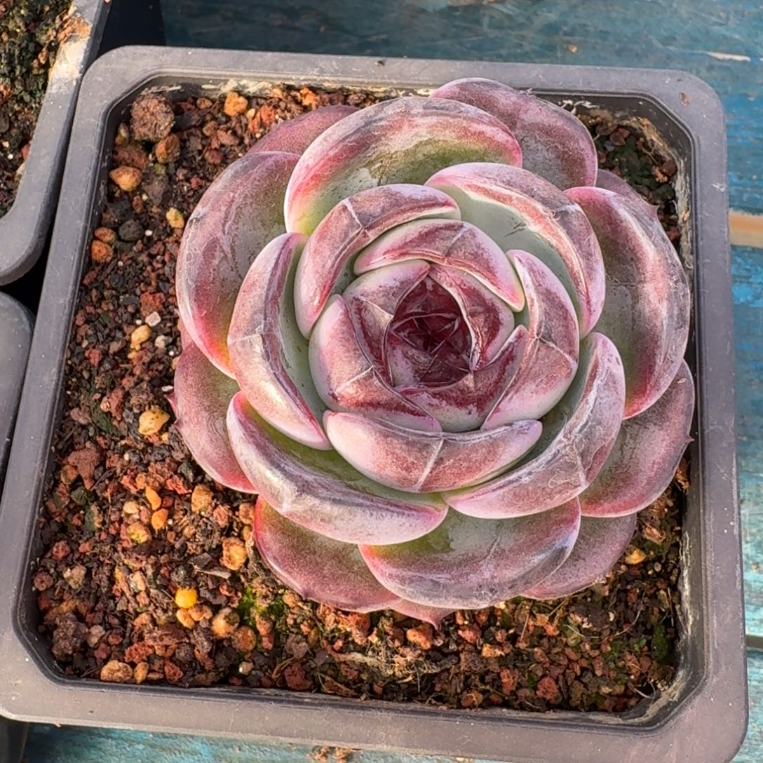 从前慢花园多肉编号-黑橙